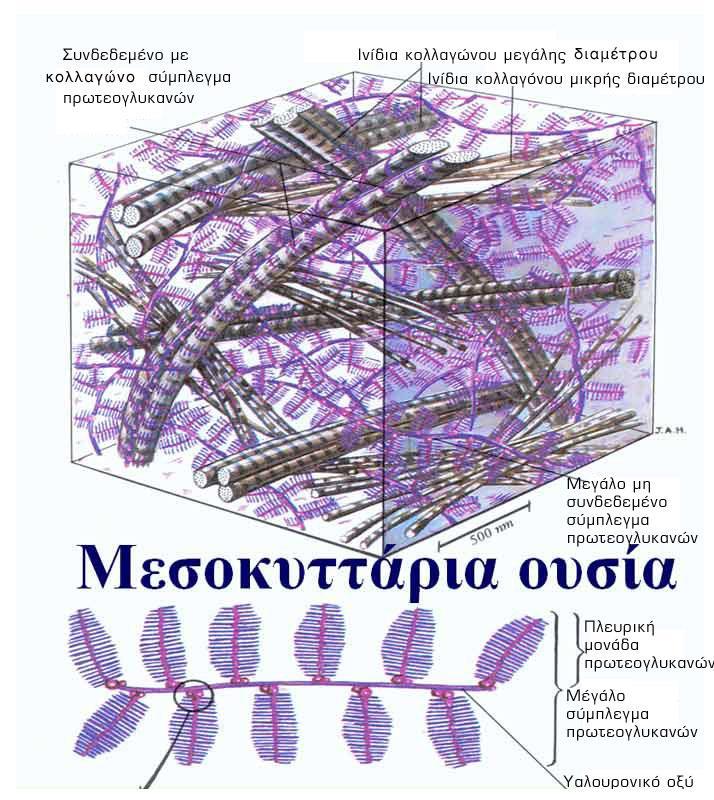 Εξωκυττάρια θεμέλια ουσία Πηκτώδες συστάσεως στρώμα μεταξύ του οποίου βρίσκονται τα κύτταρα και οι ίνες και διαμέσου του οποίου διαχέεται το υγρό των ιστών Έξω και μέσοκυττάρια θεμέλια ουσία