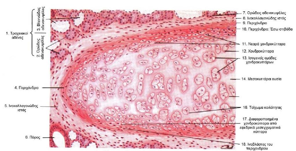 Δομή Ιστών Υαλώδεις Ελαστικοί - Ινώδης Χόνδροι Συνδετικός Ιστός π.