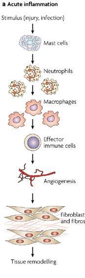 Οξεία φλεγμονή Σύντομο χρονικό διάστημα (λεπτά λίγες μέρες) Έκλυση πρωτεϊνών και λευκών αιμοσφαιρίων Ενεργοποίηση ουδετερόφιλων και μακροφάγων Έναρξη φαγοκύττωσης και ενζυματικών αντιδράσεων