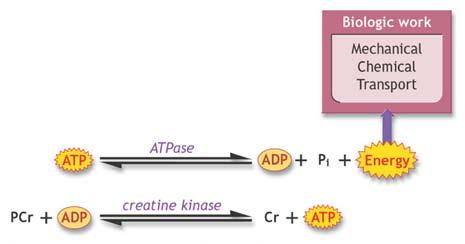 139 الûشكل )1(: اإعادة بناء ( )ATP من كرياتني الفوSسفات )PCr( Glucose الل أاوكùسجيني Energy ATP ا أالوكùسجيني حام ض اللبنيك )2( حام ض الربوفيك )2( الدهني احلام ض االأميني CO2 Acetyl Co-A(2) Krebs