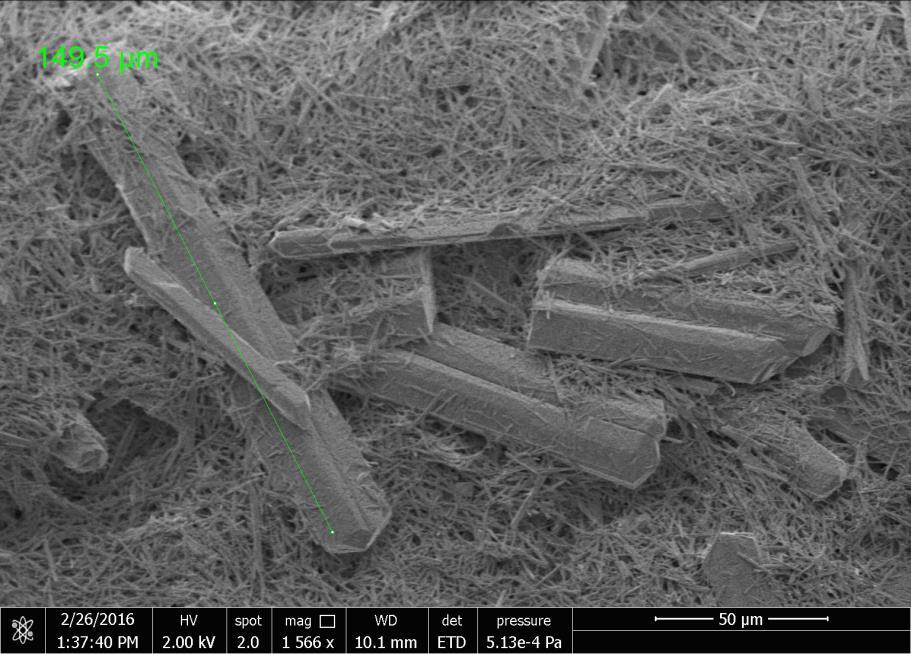 Εικόνα 5.1 : Φωτογραφία SEM κρυστάλλων στρουβίτη οι οποίοι σχηματίσθηκαν σε υπέρκορα διαλύματα του σε κρυσταλλικα φύτρα στρουσίτη παρουσία As. ph =9.5, NaCl 0.