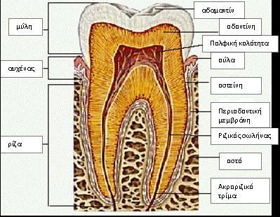 Ανατομία του δοντιού Η αδαμαντίνη είναι ο σκληρότερος ιστός και αποτελείται από 96% ανθρακικό υδροξυαπατίτη, 3% νερό και 1% οργανικά στοιχεία.
