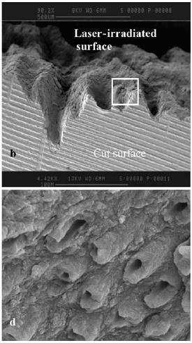 Αποδόμηση σκληρών ιστών ένα παράδειγμα SEM micrographs of transversally sectioned dentine disks:b) typical profile of laser irradiated dentine at any
