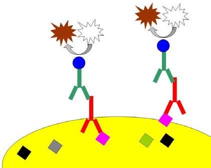 Ανοσοϊστοχημεία Μέθοδος προσδιορισμού βιολογικών μορίων σε βιολογικά παρασκευάσματα, στηρίζεται στην χημική συγγένεια και σύνδεση αντιγόνου-αντισώματος και στην