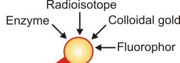 Ένζυμα Ραδιενεργό Ισότοπο Σωματίδια