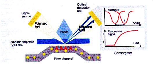 Surface Plasmon Resonance Η γωνία διάθλασης (και συγκεκριμένα η αλλαγή στο συντελεστή