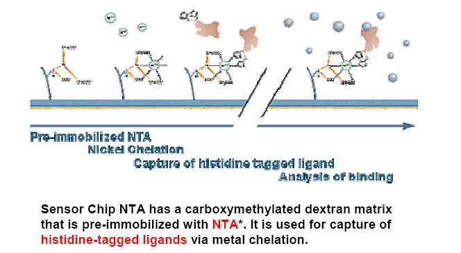 Sensor Chip NTA Καρβοξυ-μεθυλιωμένη επιφάνεια δεξτράνης στην οποία έχει ακινητοποιηθεί NTA (NitriloTriAcetic