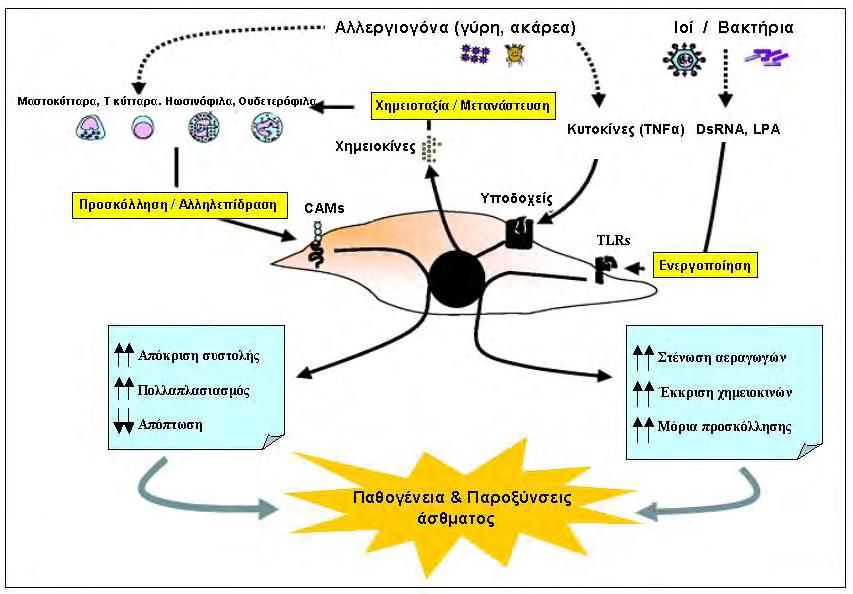 Εικόνα 3: Η ενεργοποίηση των ΛΜΚ των αεραγωγών από μεσολαβητές της φλεγμονής και διάφορα παθογόνα προκαλεί απελευθέρωση χημειοκινών και κυτοκινών καθώς και έκφραση μορίων προσκόλλησης με αποτέλεσμα