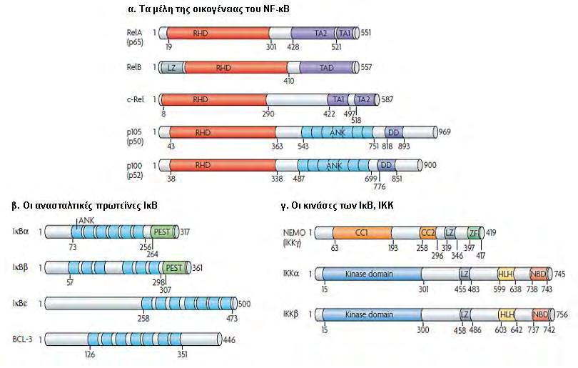 του NF-κB. Το κλασικό μονοπάτι ενεργοποιείται κατόπιν διέγερσης των υποδοχέων της οικογένειας TLR/IL-1R, του υποδοχέα πρόσδεσης των Τ-κυττάρων (TCR), και του υποδοχέα TNFR του TNFα (6, 21).