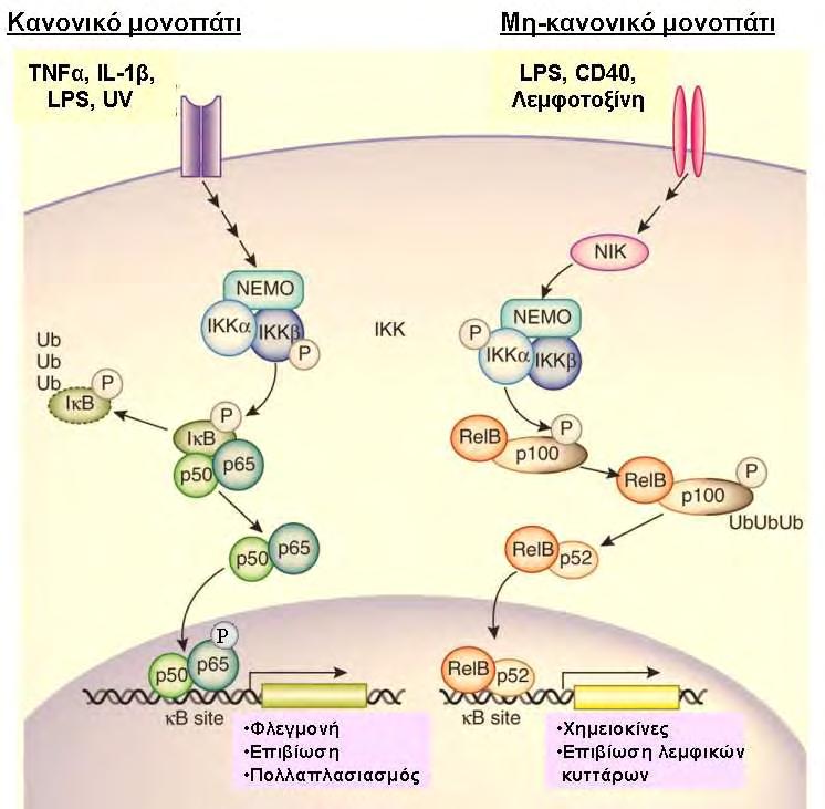 Εικόνα 5: Tο κανονικό και μη κανονικό μονοπάτι του NF-κB (προσαρμογή από: (23)). Τα ΛΜΚ του αναπνευστικού υπόκεινται σε ρύθμιση από τον NF-κB κατά τις φλεγμονώδεις διεργασίες.