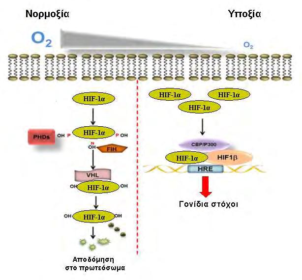 Εικόνα 8: Ρύθμιση του HIF-1α από τις PHDs (προσαρμογή από : (37)). Οι προλυλ-υδροξυλάσες αποτελούν ζωτικής σημασίας ένζυμα για ένα περίπλοκο και καλά συντονισμένο σύστημα ανίχνευσης οξυγόνου.