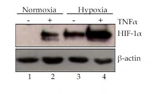 3. ΑΠΟΤΕΛΕΣΜΑΤΑ 3.