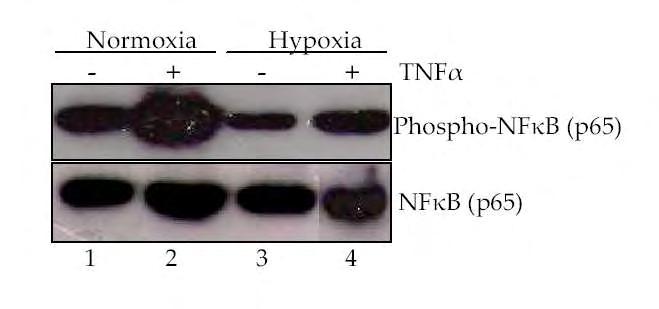 σύνθεση του HIF-1α mrna μειώθηκε σε συνθήκες υποξίας (4 ώρες) σε σύγκριση με τις αντίστοιχες συνθήκες φυσιολογικής συγκέντρωσης Ο 2. 3.