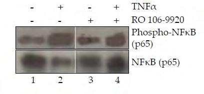 3.3 O TNFα αυξάνει το mrna του HIF-1α μέσω ενός μηχανισμού εξαρτώμενου από τον NF-κB.