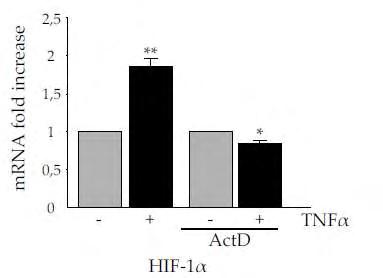 Η αύξηση των επιπέδων mrna του HIF-1α από τον TNFα θα μπορούσε να οφείλεται είτε σε αυξημένη σύνθεση ή σε αυξημένη σταθερότητα του mrna του.