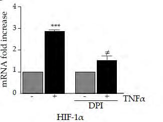 3.4. Η συμμετοχή των ROS στην μεσολαβούμενη από τον NFκB επαγωγη του HIF- 1α. Η ενεργοποίηση τόσο του HIF-1α όσο και του NF-κB επηρεάζεται από τα ROS κατά την φλεγμονή (42).
