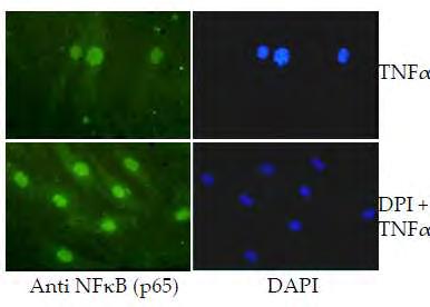 Εικόνα 22: Έλεγχος της πυρηνικής εντόπισης του p65 NF-κΒ σε ανθρώπινα ΛΜΚ μετά από επώαση των κυττάρων με TNFα για 4 ώρες σε νορμοξία, υπό την επίδραση του αναστολέα των ROS DPI, με έμμεσο