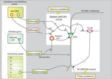 Κατανομή στο ΚΝΣ: Hippocampal CA3 local neuronal circuit.