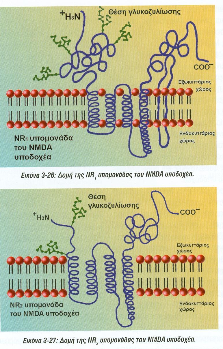 Mammalian ionotropic