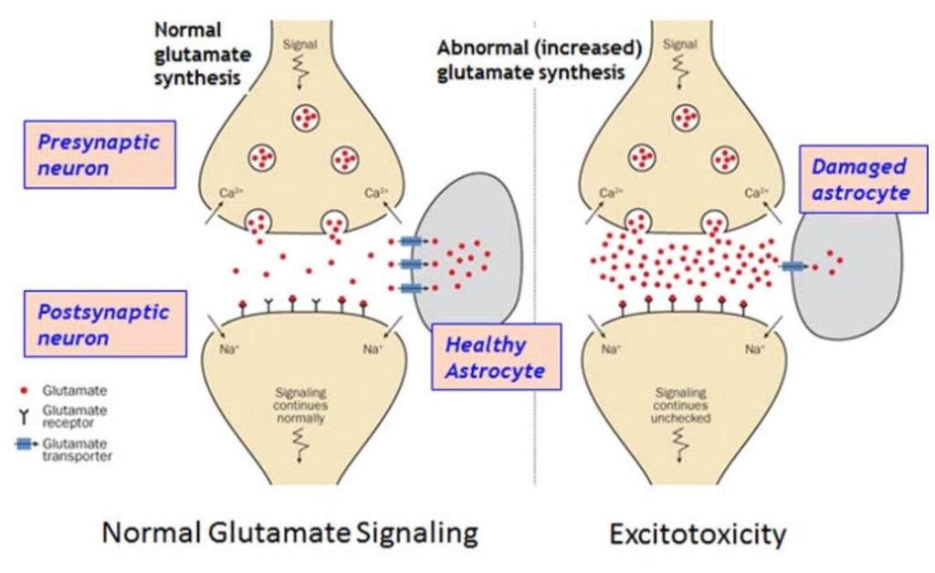 Αύξηση του εξωκυττάριου γλουταμικού Στην ισχαιμία Σε άλλες κυταροτοξικές