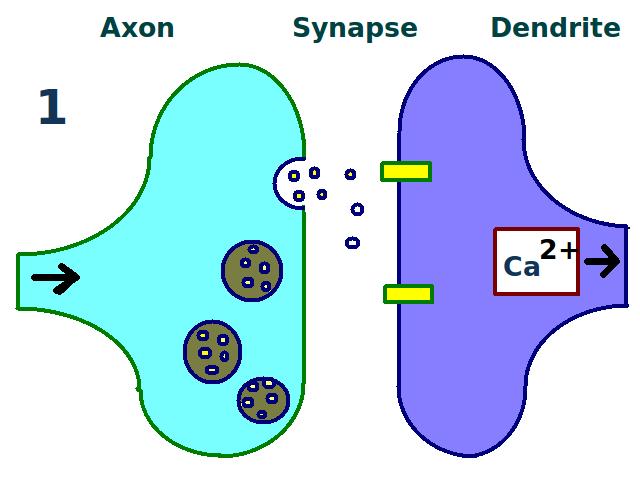 A synapse is repeatedly stimulated More dendritic receptors More