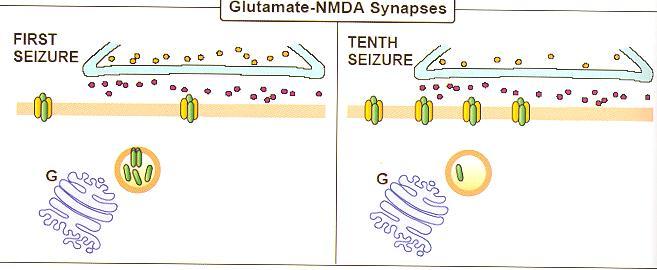 Μεταβολές των υποδοχέων NMDA Μετακίνηση στη κυτταρική μεμβράνη NMDA υποδοχέων Ανοσοκυτταρικές μελέτες: μετακίνηση NR1 υπομονάδας από υποσυναπτικές