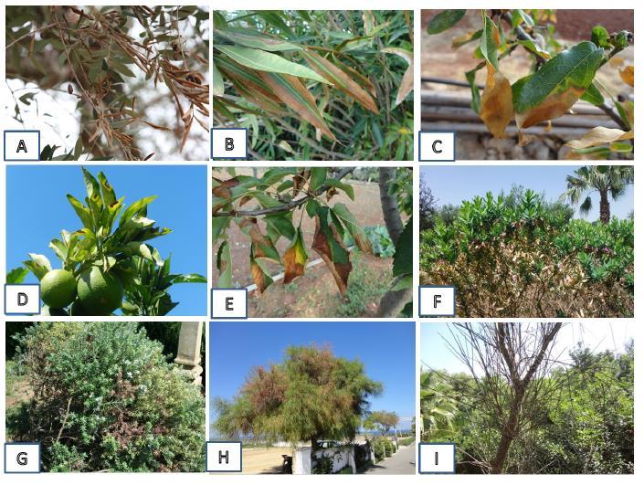 Εικόνα 5: Συμπτώματα του Xylella fastidiosa σε διάφορα είδη φυτών.