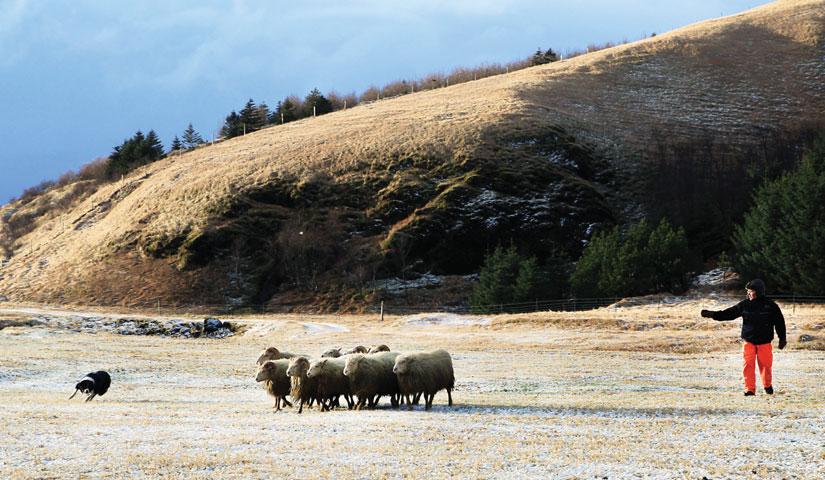 12 Bændablaðið Fimmtudagur 7.