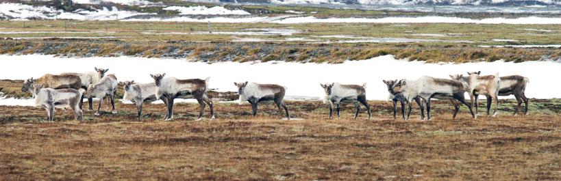 Svo halda dýrin vestur á öræfin, þá á allt svæðið á millum Jökulsár á Fjöllum og Laxár í Þingeyjarsýslu, og þar byrjaði ballið fyrir alvöru.