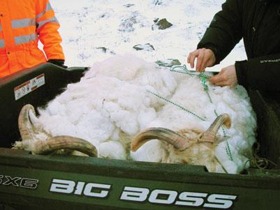 Ólafur segir að veikin hafi að svo komnu einungis greinst á þeim bæ, en sjúkdómurinn uppgötvaðist þegar nokkrar kindur veiktust og fengu torkennileg sjúkdómseinkenni.