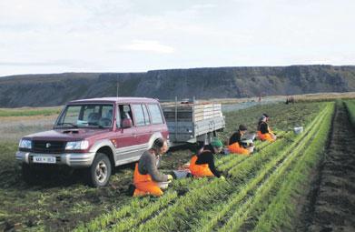 4 Bændablaðið Fimmtudagur 10. september 2015 Fréttir Upplýst hefur verið að skordýraeitrinu Spirodiclofen sé í einhverjum tilvikum sprautað í epli í Noregi.