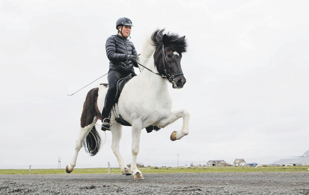 44 Bændablaðið Fimmtudagur 10. september 2015 Ráðgjafarmiðstöð landbúnaðarins Þorvaldur Kristjánsson Ábyrgðarmaður í hrossarækt thk@bondi.