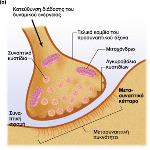 Υπάρχει συναπτική καθυστέρηση (λόγω των σταδίων της χημικής συναπτικής διαβίβασης) που διαρκεί λίγα msec Χαρακτηρίζεται από τη σημαντική ιδιότητα της ενίσχυσης (συνήθως το άνοιγμα ενός μετασυναπτικού