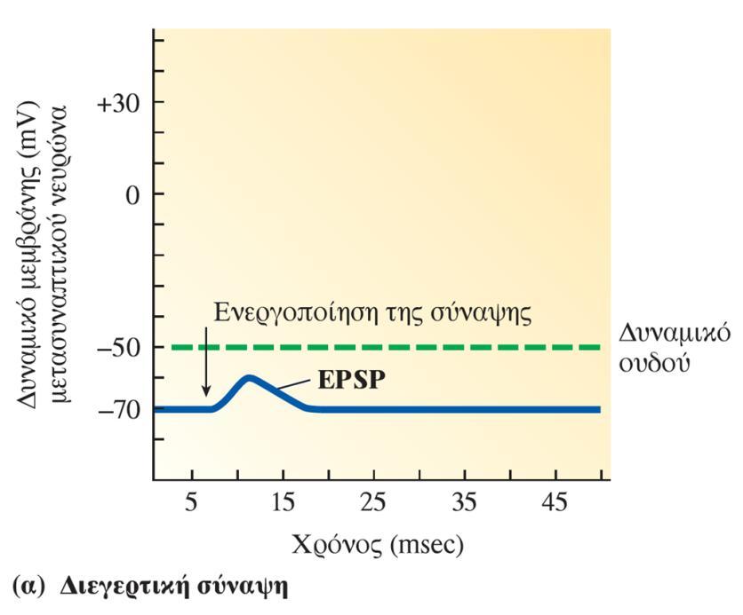 Μετασυναπτικά δυναμικά Διεγερτικό (EPSP) Ανασταλτικό (ΙPSP) Ένα διεγερτικό μετασυναπτικό δυναμικό (EPSP) που