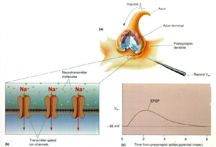 δυναμικό Excitatory postsynaptic potential EPSP