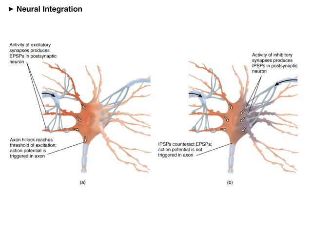 Ενεργοποποίηση μετασυναπτικού κυττάρου Ο μετασυναπτικός νευρώνας επεξεργάζεται τις ανταγωνιζόμενες ώσεις με μια διεργασία που ονομάζεται νευρωνική ολοκλήρωση.