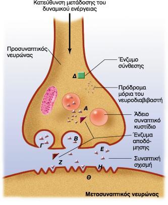 Τροποποίηση της συναπτικής διαβίβασης από φάρμακα ή νόσους Α) αυξημένη διαρροή του νευροδιαβιβαστή προς το κυτταρόπλασμα Β) αυξημένη απελευθέρωση νευροδιαβιβαστή Γ) αναστολή απελευθέρωσης