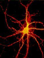 Ο μέσος νευρώνας σχηματίζει 1.000 