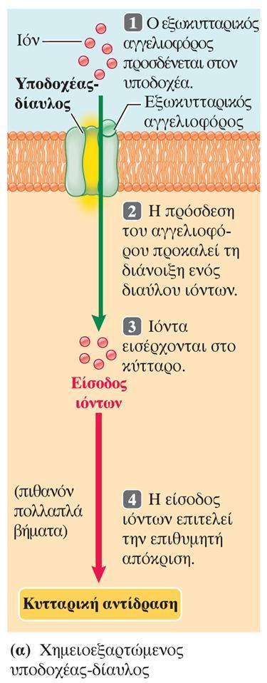 (α) Ένας υποδοχέας-δίαυλος ανοίγει όταν ο