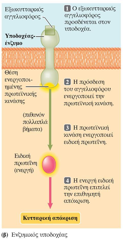 (β) Η ενζυμική δραστικότητα ενός υποδοχέα-ενζύμου ενεργοποιείται όταν ο κατάλληλος εξωκυτταρικός αγγελιοφόρος προσδένεται στον υποδοχέα στο