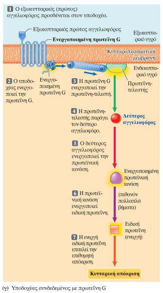 (γ) Η πρόσδεση κατάλληλου αγγελιοφόρου στην εξωκυτταρική πλευρά ενός υποδοχέα συνδεδεμένου με πρωτεΐνη G ενεργοποιεί μια προσδεμένη στη μεμβράνη πρωτεΐνητελεστή