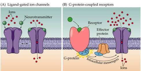 Υποδοχείς νευροδιαβιβαστών: