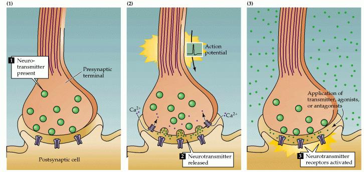 Πότε μια ουσία θεωρείται νευροδιαβιβαστής (1)Πρέπει να