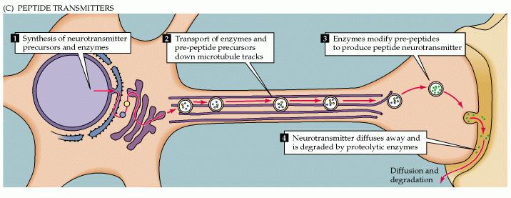 Οι νευροδιαβιβαστές-πεπτίδια ως προπεπετίδια συντίθενται στο κυτταρικό σώμα και μεταφέρονται με αργή αξονική μεταφορά στις συναπτικές απολήξεις Στη νευρική απόληξη
