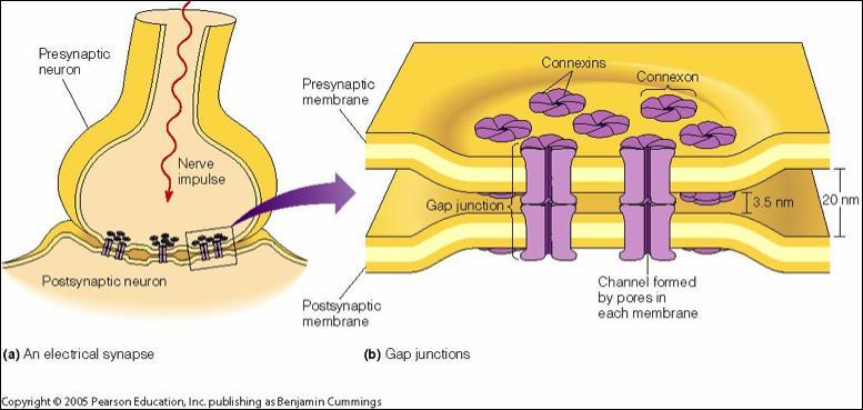 Η χασματοσύνδεση είναι πολύ πιο στενή (3,5 nm) από ότι ο χώρος μεταξύ των νευρώνων (20 nm)