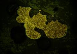 златни агрегати Number of gold agregates Боровиќ 64 Плавица 44 Боров Дол 37