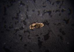 Size of gold grains from investigated location Локалност Големина на златните
