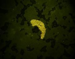Average gold content Локалност Localite Средна содржина на злато Average gold