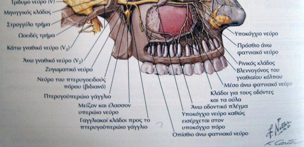 3) Οπίσθια άνω γναθικά ν.