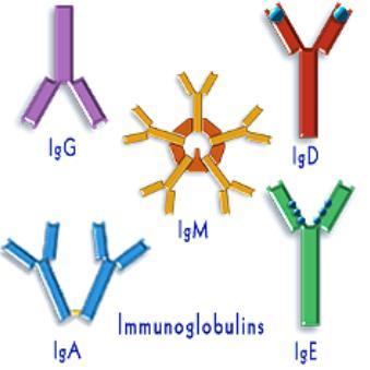 Μονοκλωνικές Πρωτεΐνες και Ανοσοσφαιρίνες Τα μόρια